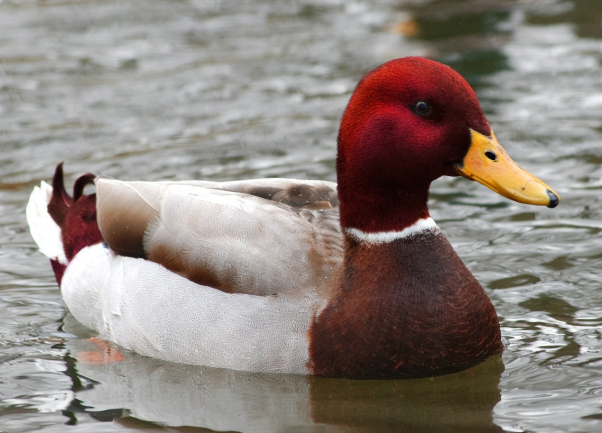 A male duck with a deep red-burgundy head, yellow bill with a dark tip, thin white neck ring, brown chest, and pale gray body floats on rippled gray water, facing right in profile.