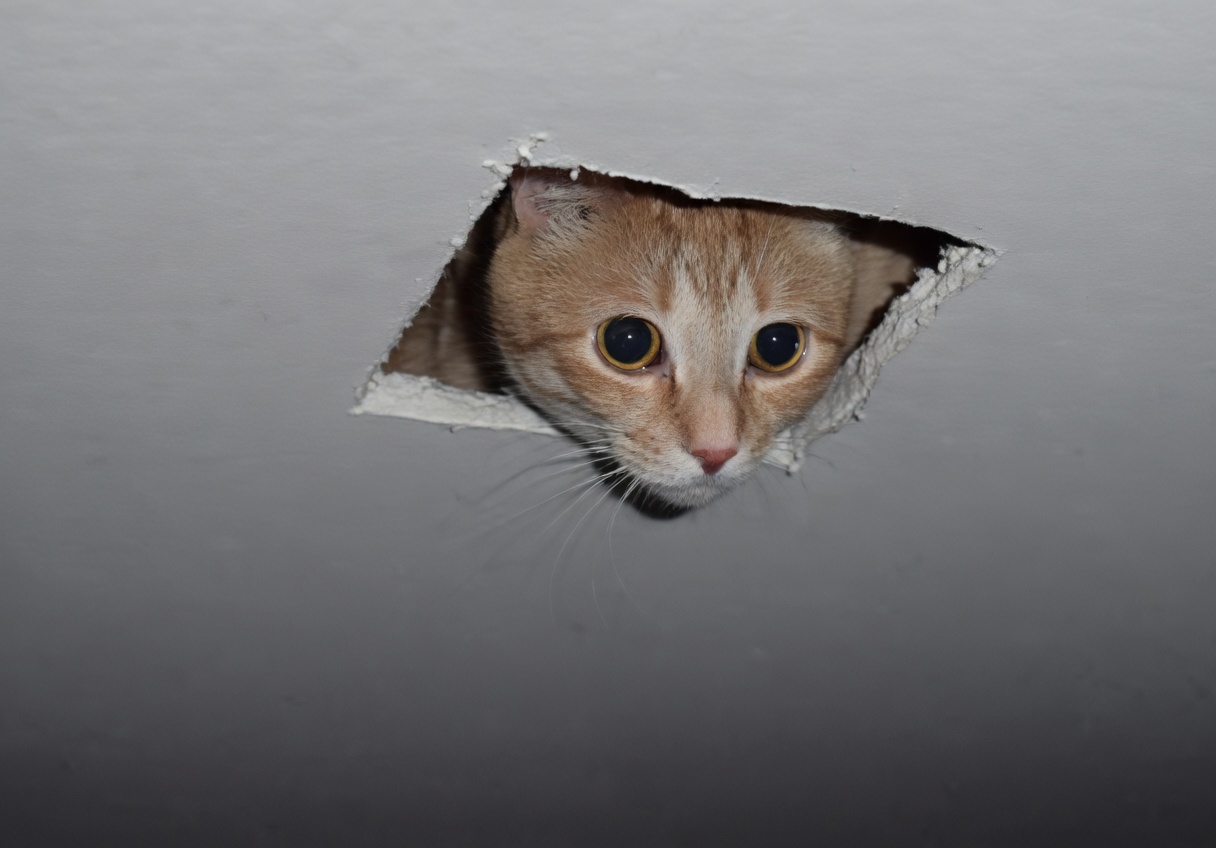 A ginger tabby cat with wide yellow-green eyes peers straight down through a rough, roughly square hole torn in a plain white ceiling or drywall. Only the cat’s head and part of its shoulders are visible; the surrounding surface is smooth and mostly empty.