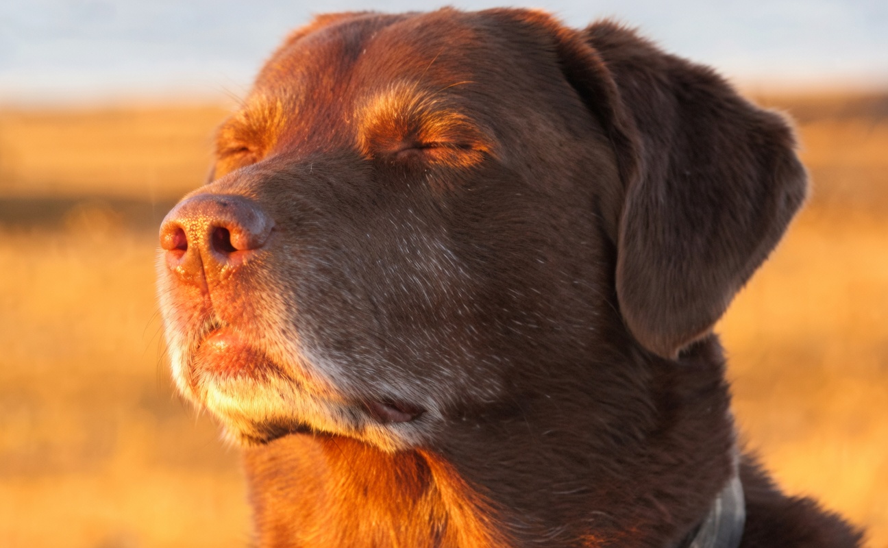 Close-up of a chocolate-brown dog (Lab-type) with eyes closed and a calm, slightly smiling expression. Warm golden sunlight lights the face; the muzzle has gray/white whiskers. Soft out-of-focus golden field and pale sky in the background. A bit of collar is visible at the neck.