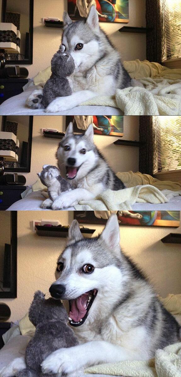 A three-panel vertical photo of a gray-and-white husky on a bed with pale yellow blankets. In the top panel the dog looks closely at a small gray stuffed animal. In the middle panel the dog’s mouth is open in a wide grin while the toy sits beside it. In the bottom panel a closer shot shows the dog with its mouth wide open, as if talking or laughing at the toy. The room includes a mirror, a wall shelf, a colorful painting, and a window with blinds.