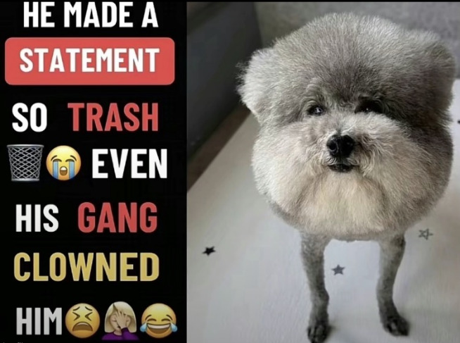 A split image. The left half is a black panel of stacked, colorful headline text with emojis: white “HE MADE A,” white “STATEMENT” on a red rectangle, white “SO” and red “TRASH,” a trash-can emoji and a crying-laughing emoji, white “EVEN,” white “HIS” and red “GANG,” gold “CLOWNED,” white “HIM,” plus grimacing, facepalm, and crying-laughing emojis. The right half is a photo of a small gray dog with an extremely round, puffy groomed coat, thin legs, dark eyes, and a black nose, standing on a white floor patterned with gray stars and looking toward the camera.