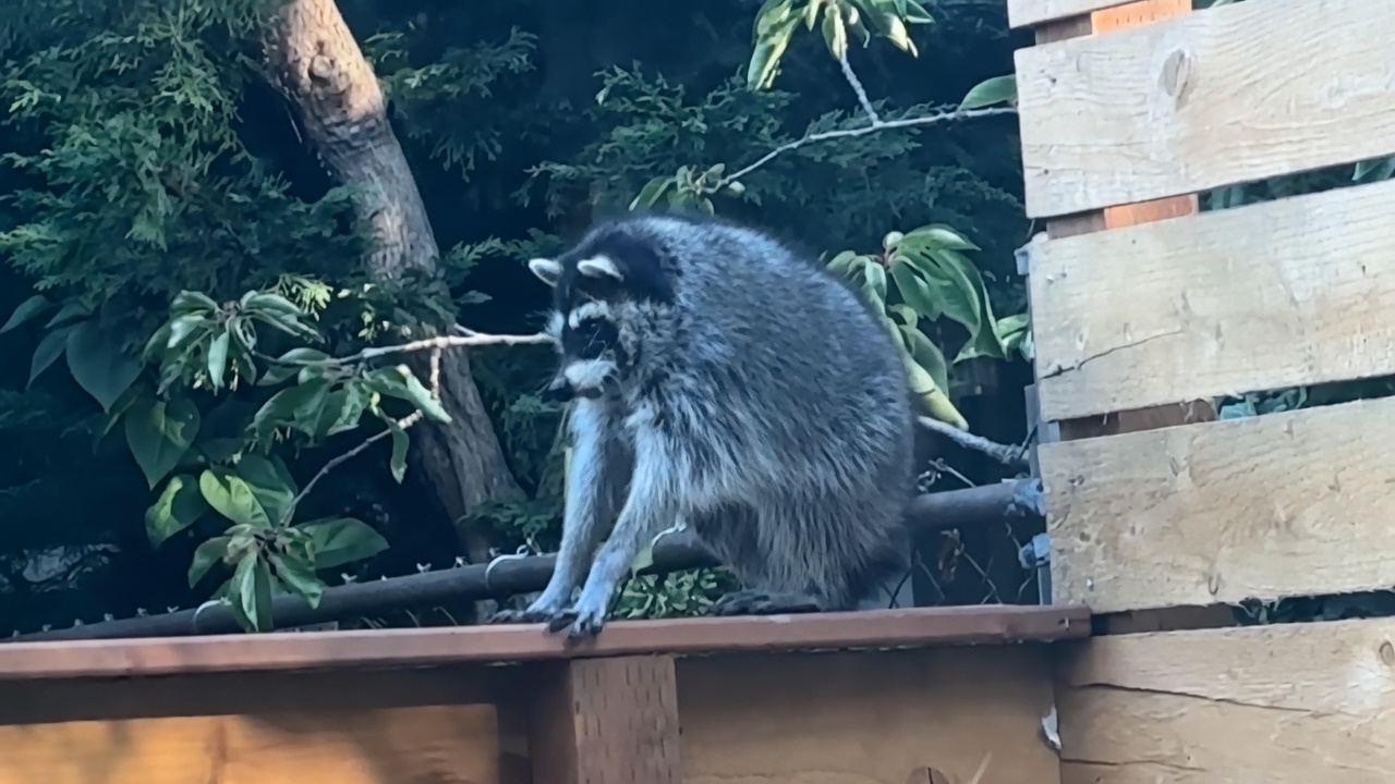 A gray-and-black raccoon with a black face mask is perched on the top edge of a wooden fence or railing, body crouched low with front paws on the wood, looking slightly downward and to the left. Behind it are green leafy branches and trees; to the right are vertical light-brown wooden planks. The lighting is natural daylight.