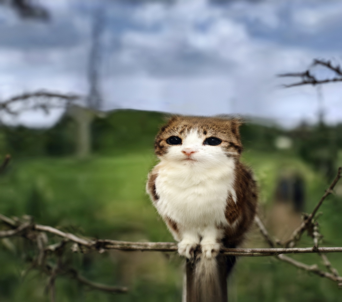 A fluffy brown-and-white cat sits upright in the center, front paws planted on a thin bare branch. It faces the camera with very large round black eyes, a small pink nose, a white muzzle and chest, and darker stripes on the forehead. A pale tail hangs below the branch. Bare twigs cross the foreground. Behind the cat is a blurred green field under a cloudy sky, with a faint vertical structure in the distance.