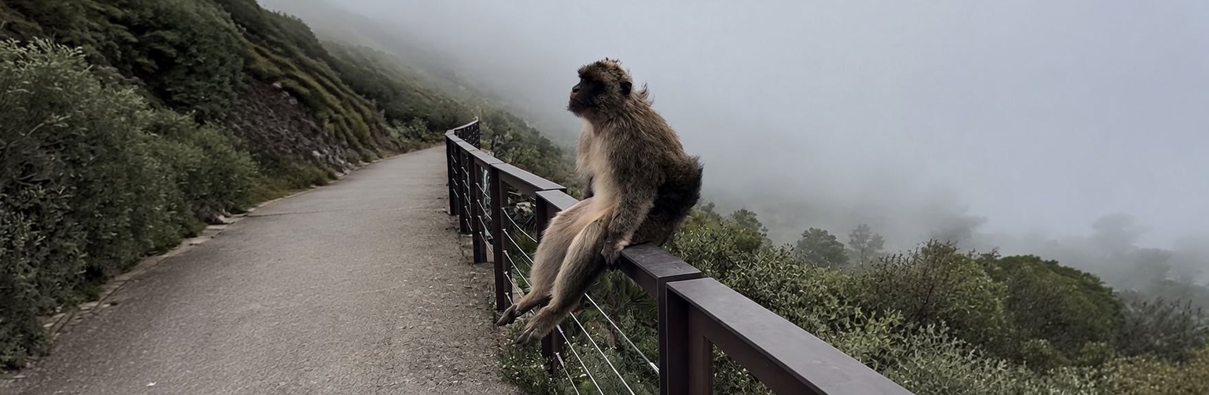 A macaque sits on a metal railing beside a paved mountain path, legs dangling in a human-like pose, looking left into thick fog. The road curves away through hillside vegetation; the far landscape is mostly hidden by mist.