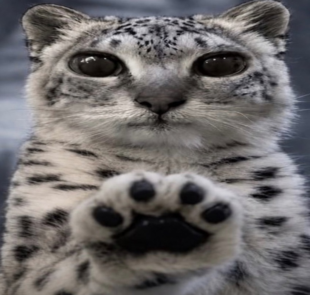 A tight close-up of a pale, thick-furred spotted cat facing the camera. Black spots and rosettes cover white-gray fur. Large dark eyes look straight ahead; the mouth is closed and the expression is neutral. Rounded ears sit at the top edge. One front paw is thrust toward the lens in the lower center, slightly soft in focus, with four black toe pads and a large black central pad filling the foreground. Whiskers extend from the muzzle. The background is a soft, blurred gray-blue.